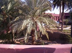 TIMIMOUN DECEMBRE 2004 N025 